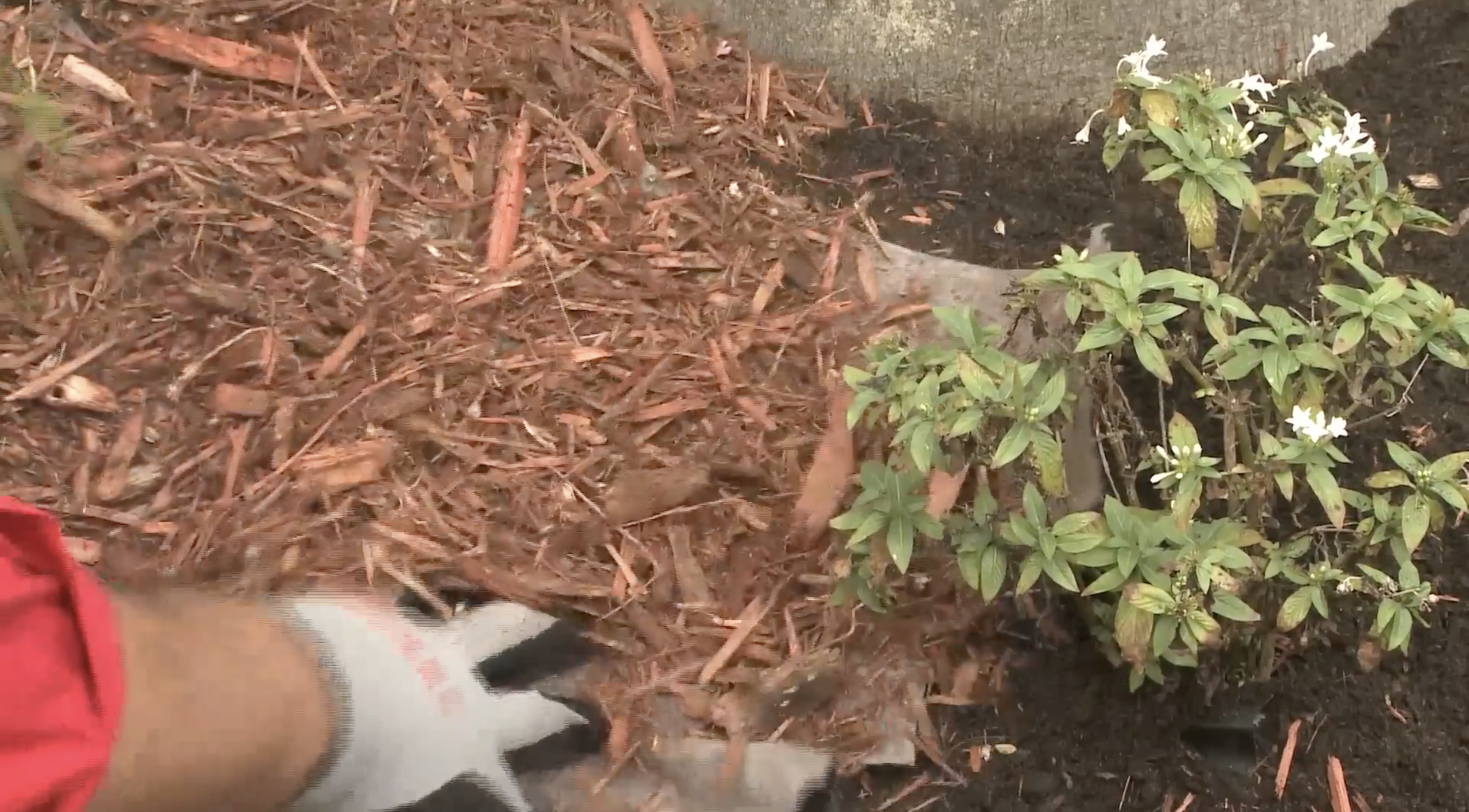 Mulch and weed cloth